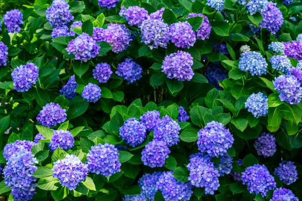 belle brousse d'hortensia fleurisssante avec des fleurs bleues - hydrangea gardening blue ornamental garden photos et images de collection