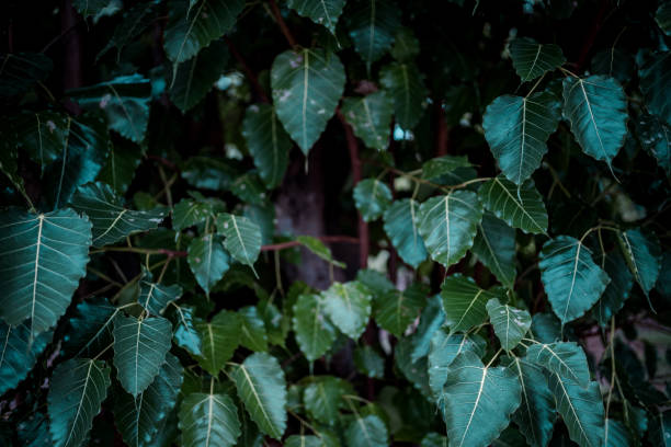 istock Green Pho leaf vintage natural background 1167371841