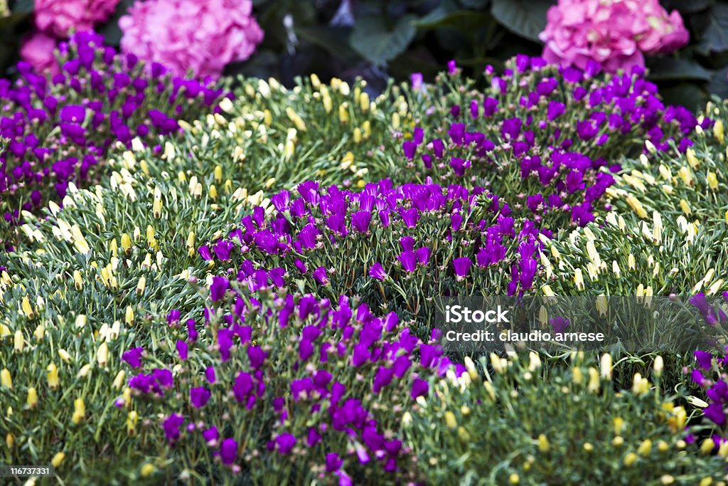 Violet Slipper Blume. Farbe - Lizenzfrei Bildschärfe Stock-Foto