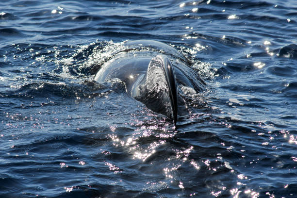istock Pilot whale in the atlantic ocean 1167375030