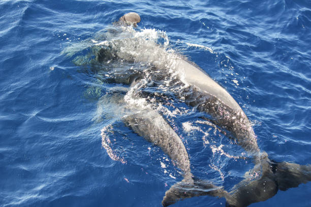 istock Pilot whale in the atlantic ocean 1167375101