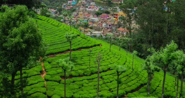 Tea gardens in the foothills of western ghat image take at India. The landscape is amazing with Green tea plantations in rows.