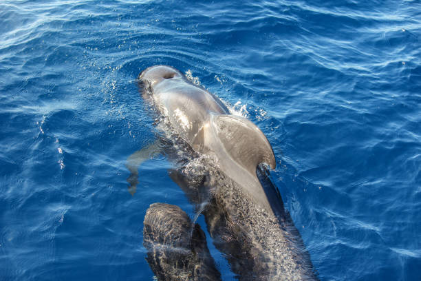 istock Pilot whale in the atlantic ocean 1167375115