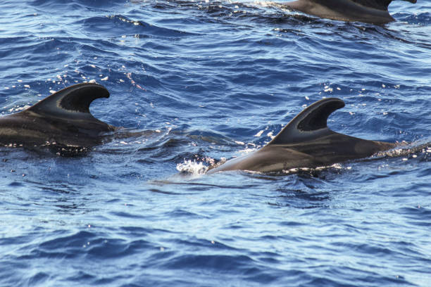 istock Pilot whale in the atlantic ocean 1167375121