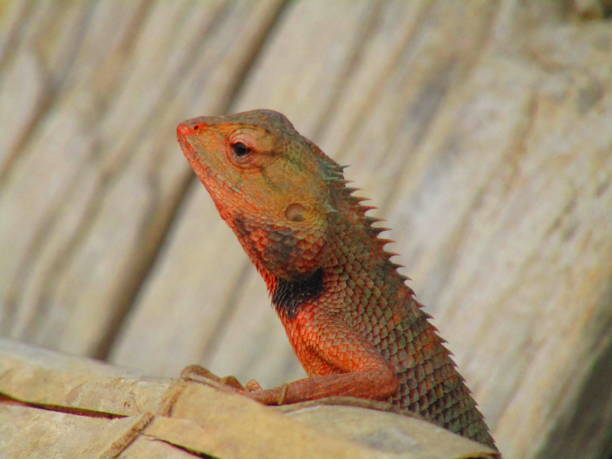 istock The oriental garden lizard, eastern garden lizard, bloodsucker or changeable lizard (Calotes versicolor) is an agamid lizard found widely distributed in indo-Malaya 1167375404