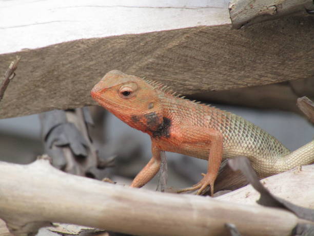 istock The oriental garden lizard, eastern garden lizard, bloodsucker or changeable lizard (Calotes versicolor) is an agamid lizard found widely distributed in indo-Malaya 1167375461
