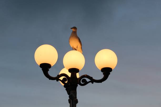 Seagull watching over his beach