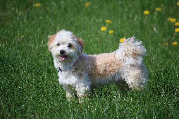 istock beautiful havanese is standing in the garden 1167378503