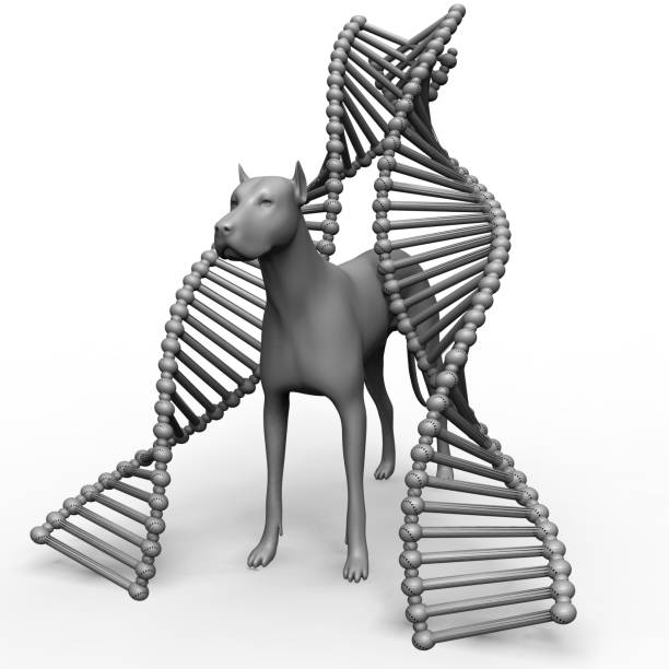 istock Genetic treatment in veterinary 1167382795