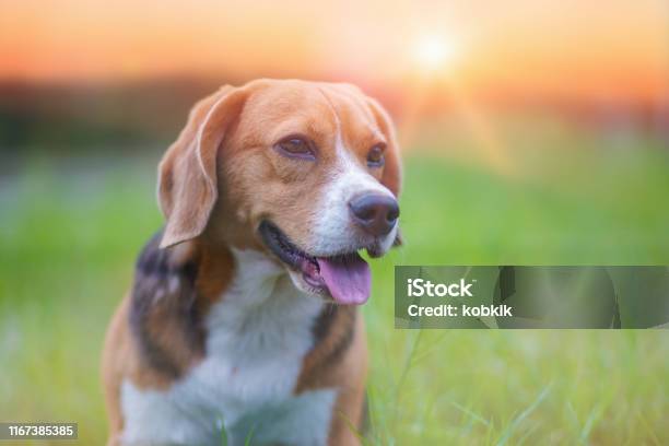 Portret Van Een Schattige Beagle Hond Zittend Buiten Op De Groene Grasveld Op Zonnige Dag Stockfoto en meer beelden van Beagle