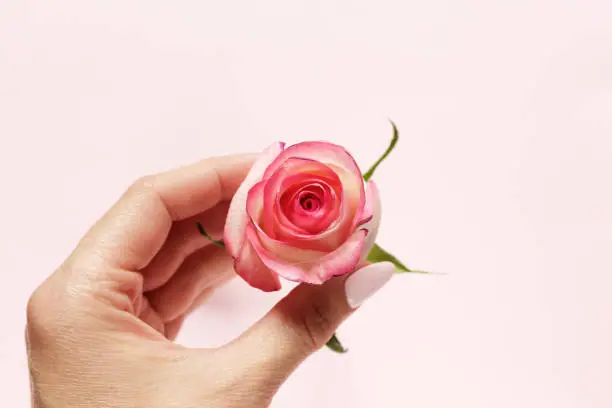 Woman hand holding white and pink rose bud on a pink background. Femininity, tenderness and symbol of chastity and virginity. Copyspace for text.