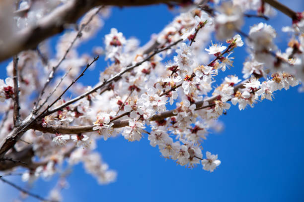 istock A blooming plum close-up against a blue sky. Spring white flowers. 1167386039