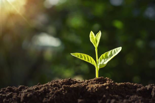 istock small plant growing with sunshine. agriculture concept 1167387827