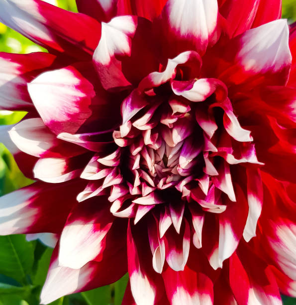 istock red Dahlia petals with white tip 1167387847