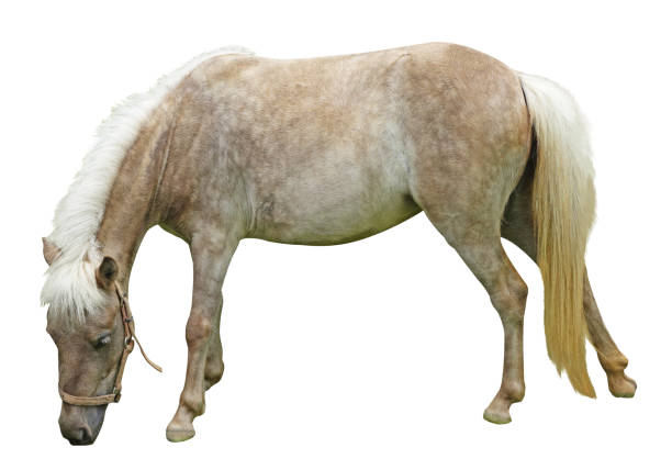 horse isolated on white background