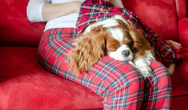 cavalier king charles spaniel schläft - blenheim stock-fotos und bilder