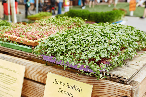Display of locally grown microgreens for sell at a Farmer's Market in Boulder, Colorado
