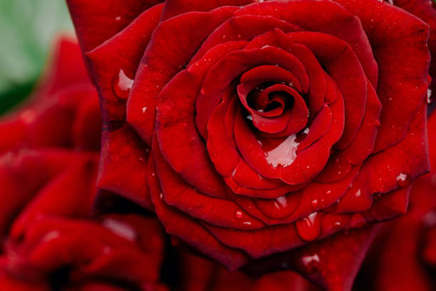 istock Red rose flower bud blooming in garden macro 1167392298