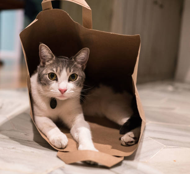 istock The Cat in the Bag 1167393483