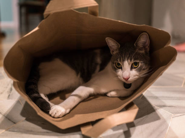 istock The Cat in the Bag 1167393484