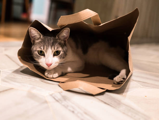 istock The Cat in the Bag 1167393485