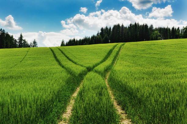 istock Landscape with grain road.Ripening grain in the field. 1167393542