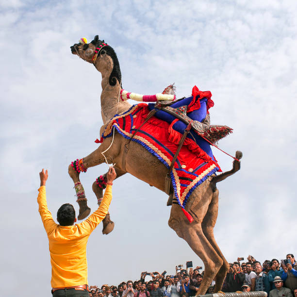 인도 라자스탄에서 열리는 낙타 축제 에서 드로메다리 낙타 춤 - pushkar camel fair 뉴스 사진 이미지