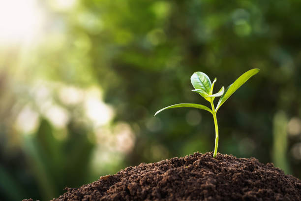 istock small plant growing with sunshine. agriculture concept 1167393860