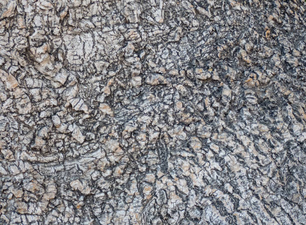 istock Close Up Of Tree Bark Background 1167394063