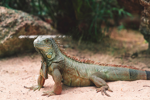 Portrait of an iguana in close-up. An exotic pet.