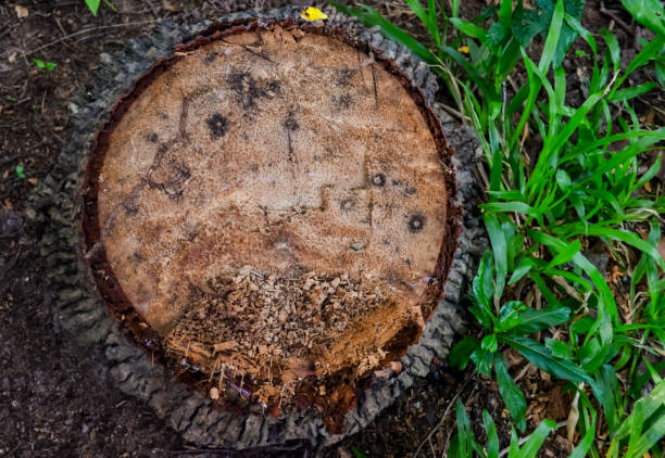 istock Stump of coconut tree 1167395082