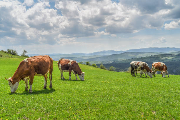 istock pasture grazing cows in grassy field 1167395947