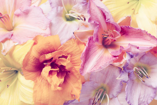 istock Tender pastel multicolor background of flowers 1167396464