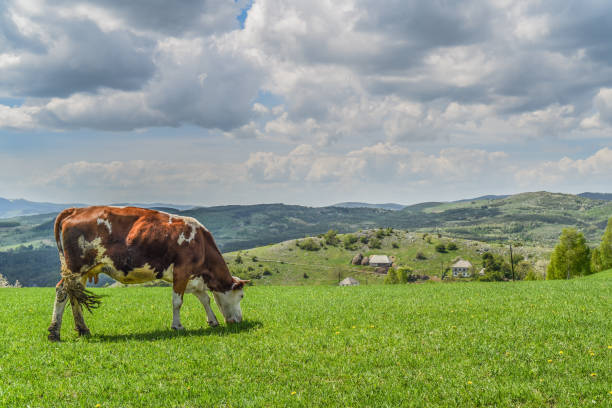 Cows grazing on bright summer day with dramatic clouds in sky