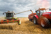 combine harvester in action and transferring the seeds in the trailer of a tractor