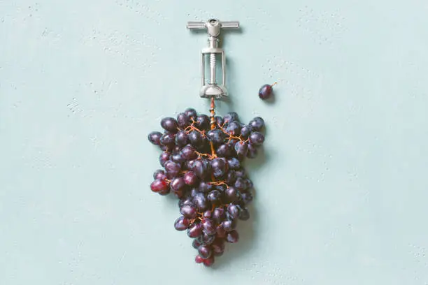 Natural wine production concept. Fresh ripe bunch of grapes with metal corkscrew on the textured blue table. Creative image, top view