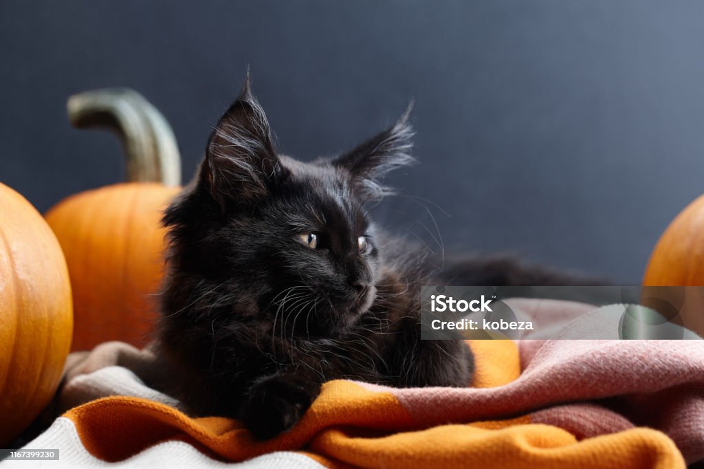 Halloween black cat in warm plaid among pumpkins Black maine coon cat lying in warm plaid among orange pumpkins on black background. Symbol of Halloween. Domestic Cat Stock Photo