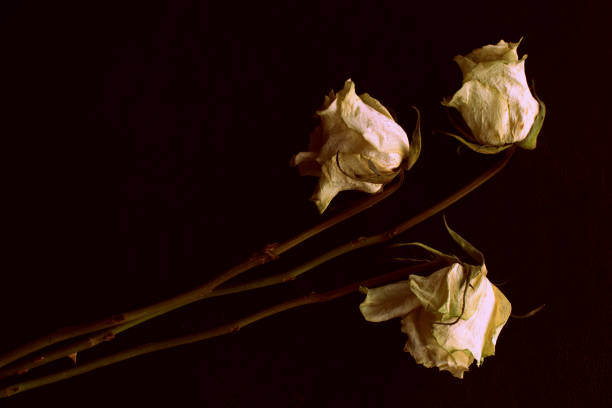 Dead roses on a cracked concrete background.
