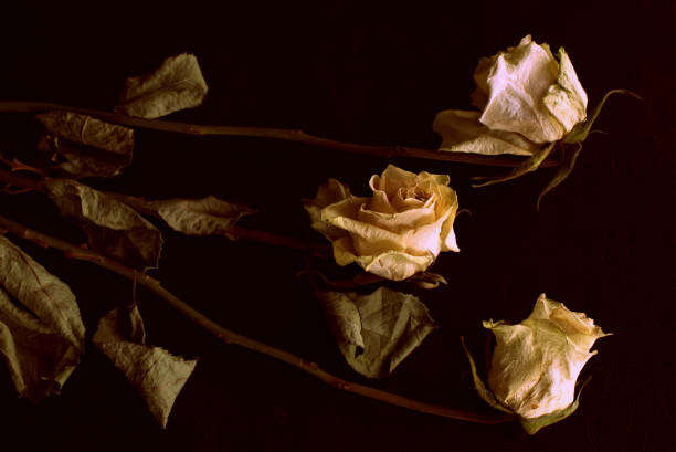istock Wilted white roses on a dark background close up in retro style 1167399326