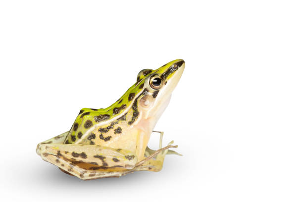 istock A beautiful common green water frog. isolated on white background