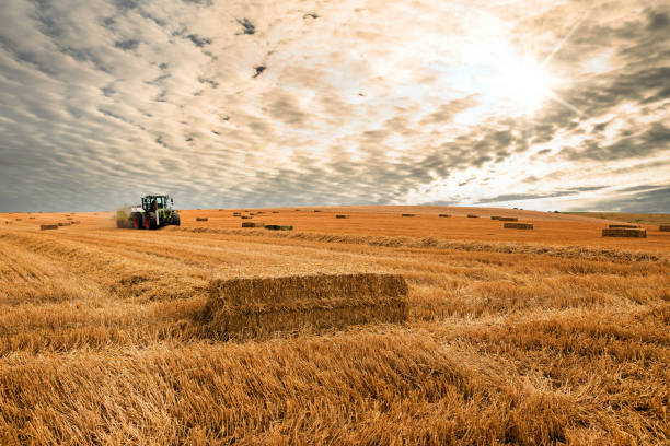 istock tractor and its trailer to make straw bales 1167400320