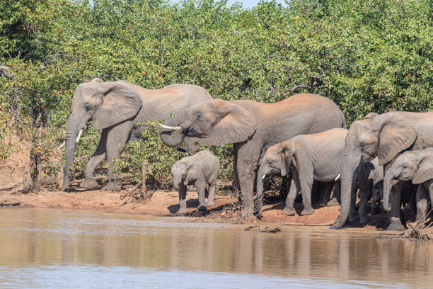istock Herd of African Elephants in the Sable Dam 1167400571
