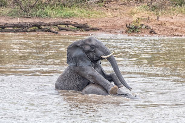 istock African elephant cow pushing another elephant underneath the water 1167403693