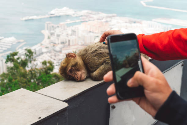 Tourist taking a photo of the monkey