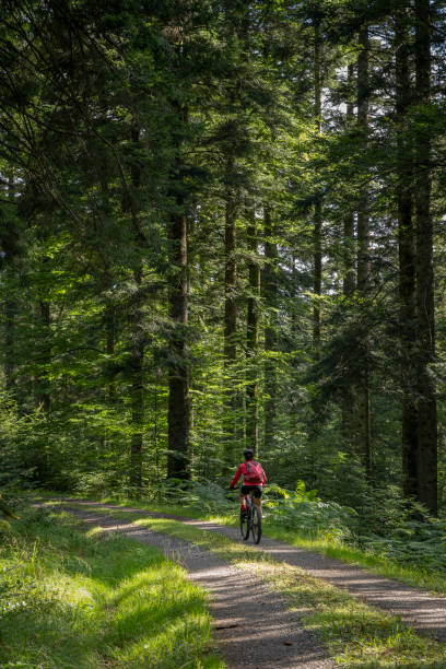 cyling in the black forest - black forest landscape germany forest imagens e fotografias de stock