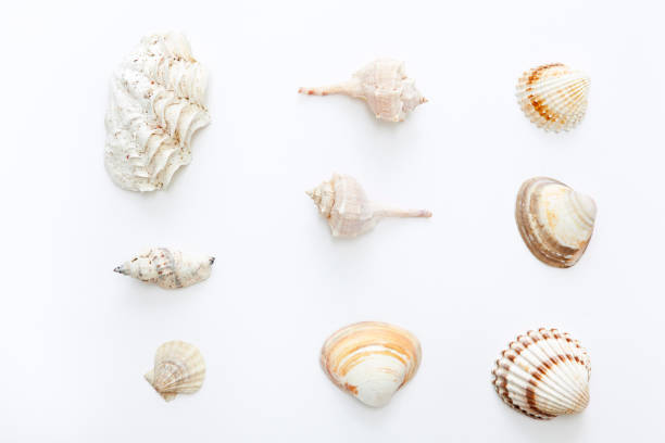 istock Set of sea shells on white background. 1167406495