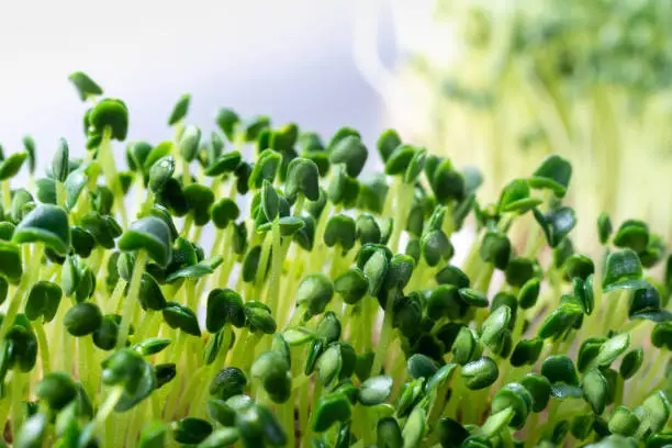Close up photograph of chia micro green sprouts on a bright white background. The image has shallow depth of field. Focus in on the center portion of the image.