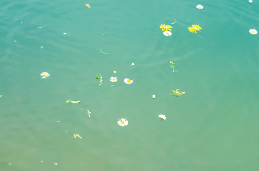 yellow and white flowers on water surface