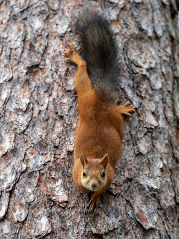 A Red Squirrel (Sciurus vulgaris) on a tree trunk in Finland