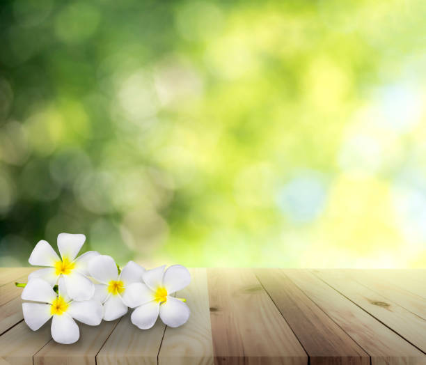 istock Plumeria flower 1167408311